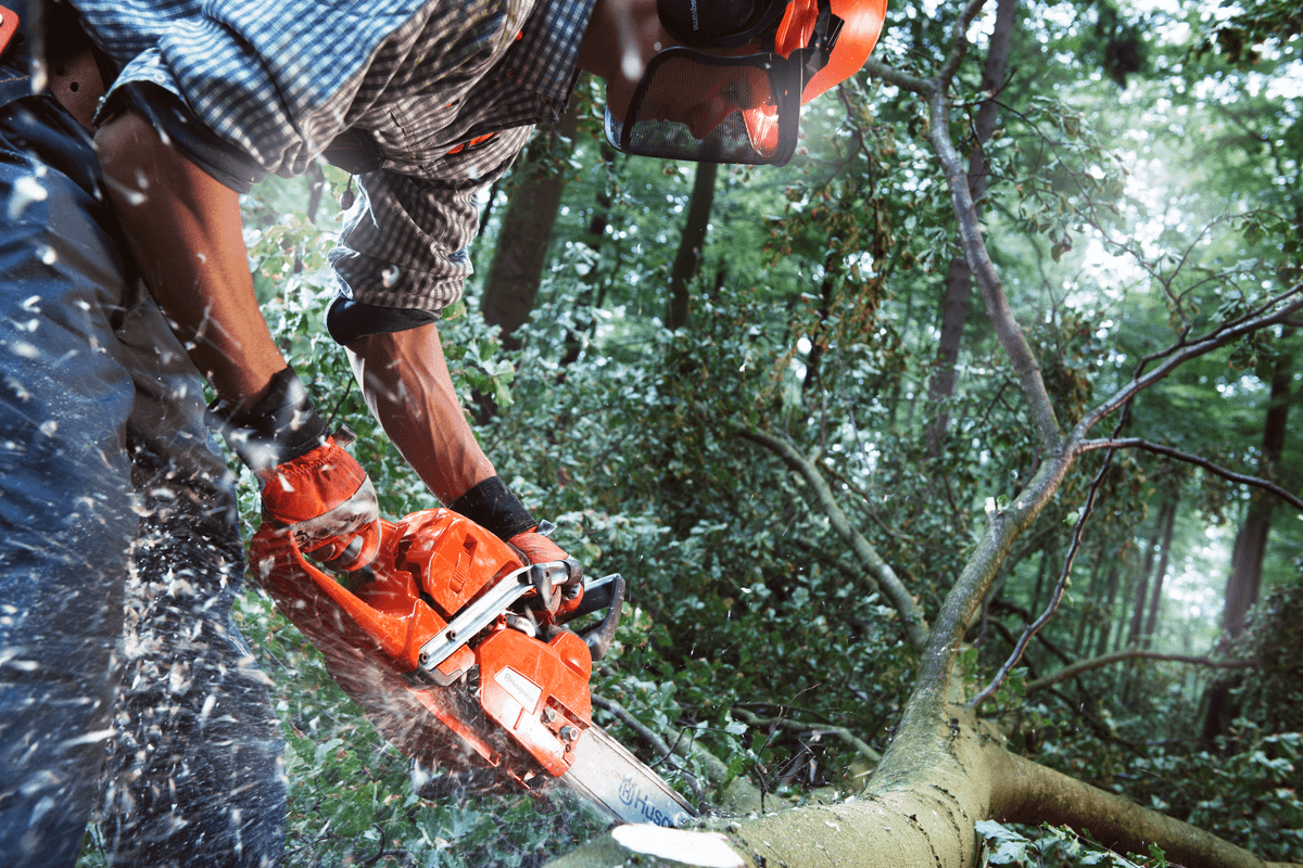 Husqvarna 555: Profesionální síla pro lesnictví