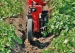 4941-2.webp